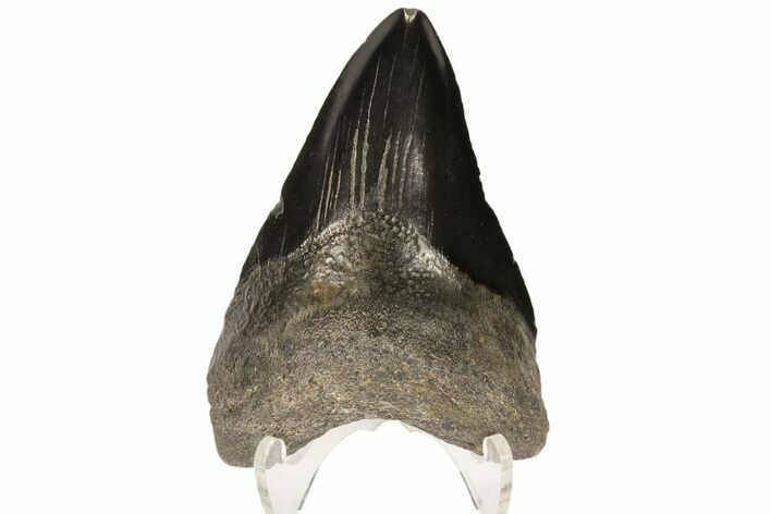 Fossil Megalodon Tooth - Georgia #80053